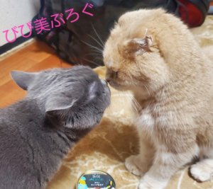 ちびとまる