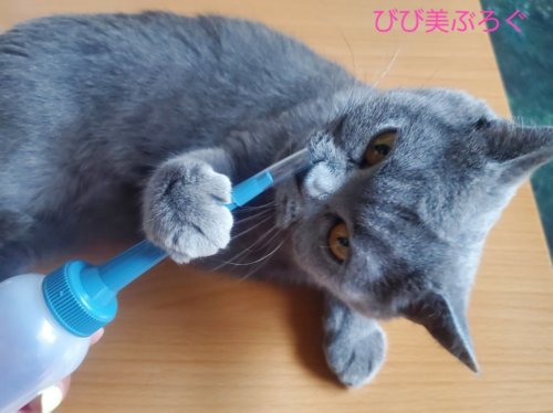 くんかくんか。