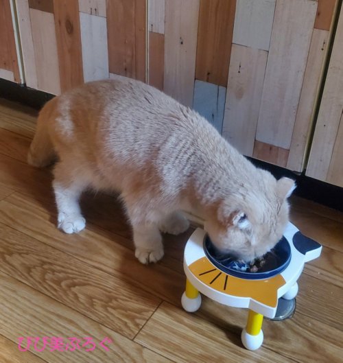 せめて楽な姿勢で食べて欲しかった